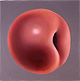 Thomas Jocher Fruits