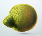 Thomas Jocher lemon