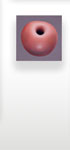Apple Thomas Jocher