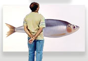Sardine Thomas Jocher