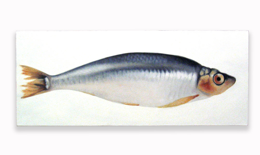 Thomas Jocher Sardine